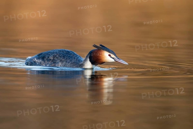 Great crested grebe (Podiceps cristatus) adult bird on a lake, England, United Kingdom