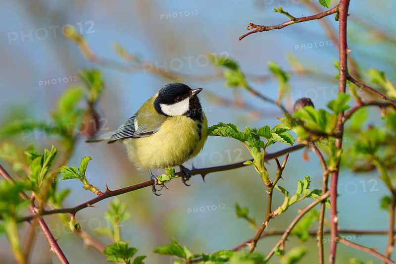 Great tit on a branch under a blue sky, surrounded by fresh leaves, Great tit (Parus major), spring, bird island, Altmühlsee, Muhr am See, Gunzenhausen, Franconian Lake District, Bavaria, Germany