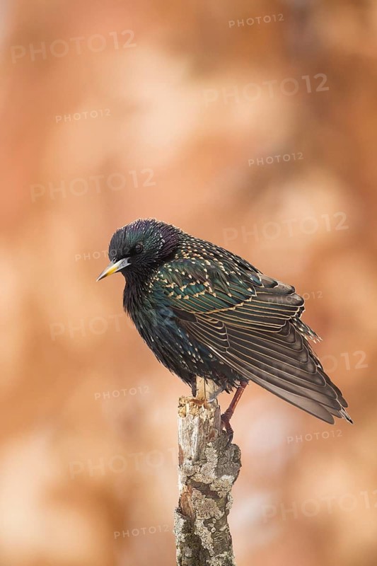 Common Starling (Sturnus vulgaris), Bavaria, Germany