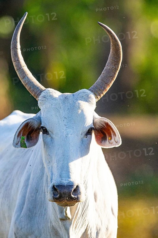 Nelore Cattle Pantanal Brazil