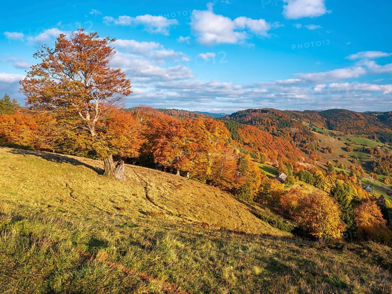 Typical Black Forest landscape with old solitary beech trees in a meadow in autumn under blue sky with fair weather clouds, near Wieden in the Black Forest, Baden-Württemberg, Germany