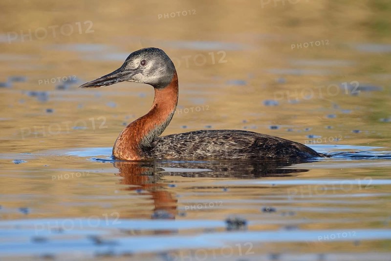Great Grebe (Podiceps major), Santiago Metropolitan, Chile