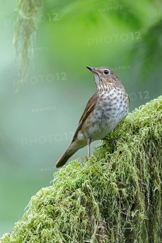 Swainson's Thrush (Catharus ustulatus) perched on a branch in Victoria, BC, Canada
