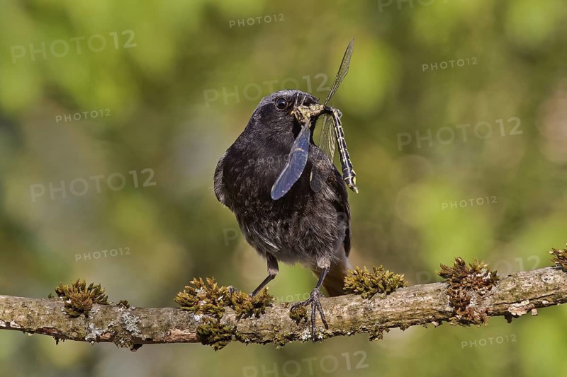Black Redstart (Phoenicurus ochruros) male with dragonfly prey in beak to feed chicks, Bavaria, Germany