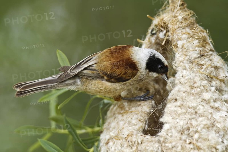 Eurasian Penduline Tit (Remiz pendulinus) male, Castile, Spain