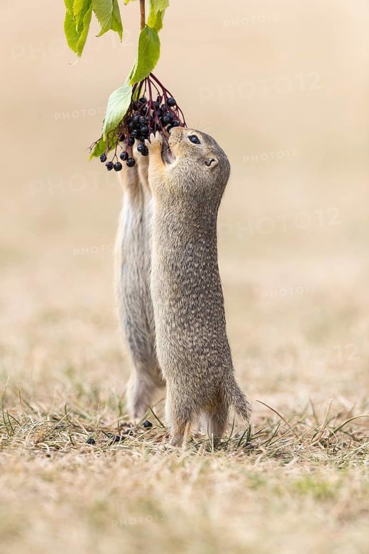 Two European ground squirrel (Spermophilus citellus) or European souslik standing erected in dry grass and trying to catch some berries of European dwarf elder (Sambucus ebulus)