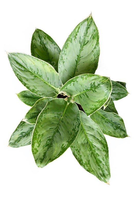Top view of exotic 'Aglaonema Royal Diamond' houseplant with silver pattern on leaves on white background