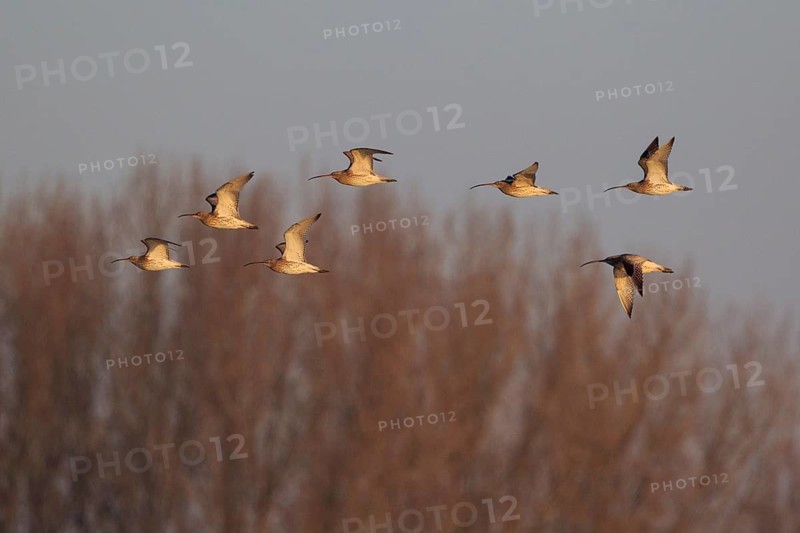 Eurasian Curlew (Numenius arquata) flock flying, Netherlands