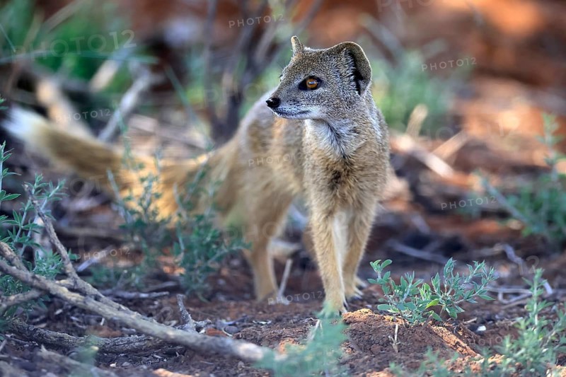 Fox mongoose (Cynictis penicillata), adult, alert, foraging, Mokala National Park, Northern Cape, South Africa