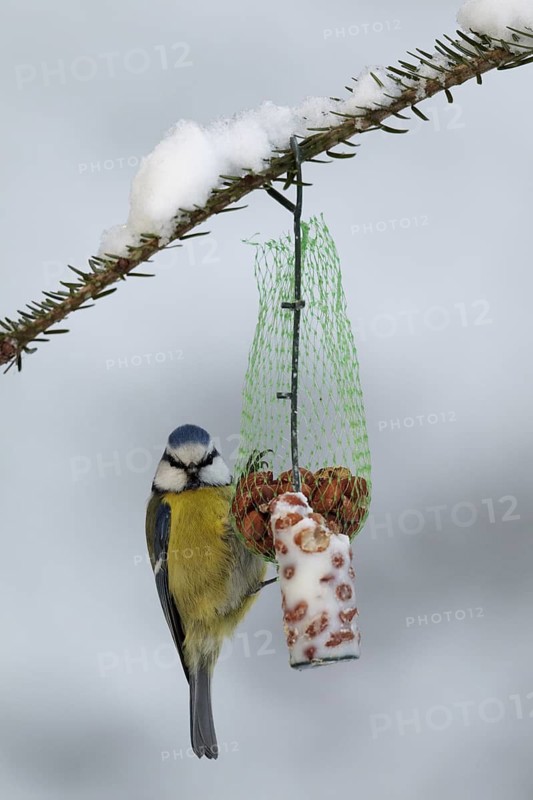 Eurasian Blue Tit (Cyanistes caeruleus), Mecklenburg-Western Pomerania, Germany