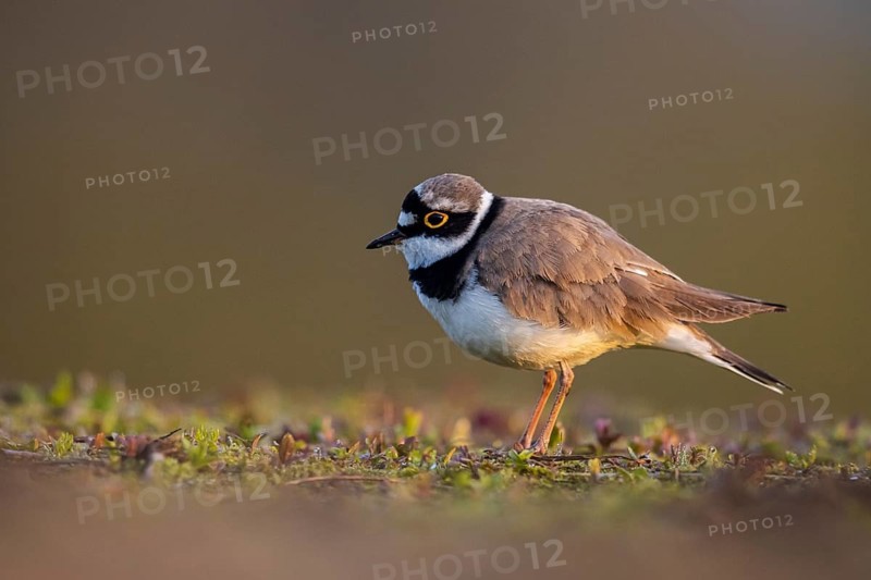 Little Ringed Plover (Charadrius dubius), North Rhine-Westphalia, Germany