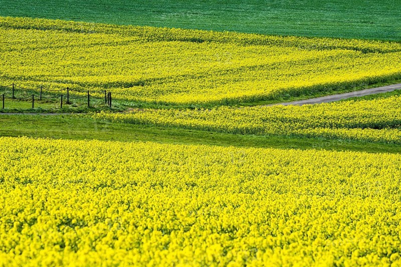 Landscape with rapeseed fields near Gewissenruh, Wesertal, Weserbergland, Hesse, Germany