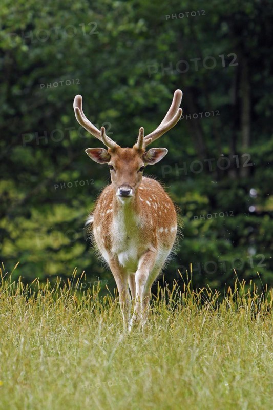 Fallow deer (Dama dama), Haltern, North Rhine-Westphalia, Germany, Captive