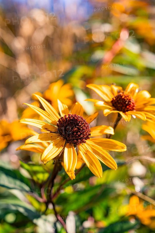 Yellow flowers in full bloom on a sunny day in the garden, Nagold, Black Forest, Germany