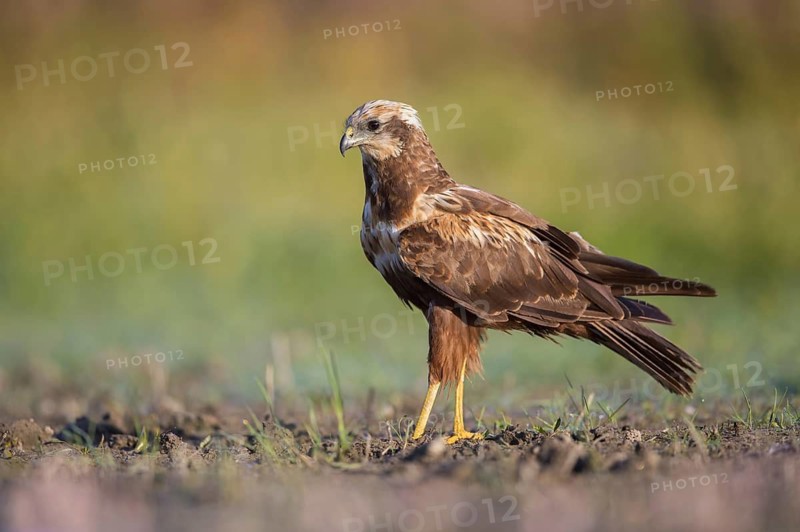 Western Marsh Harrier (Circus aeruginosus), Poland