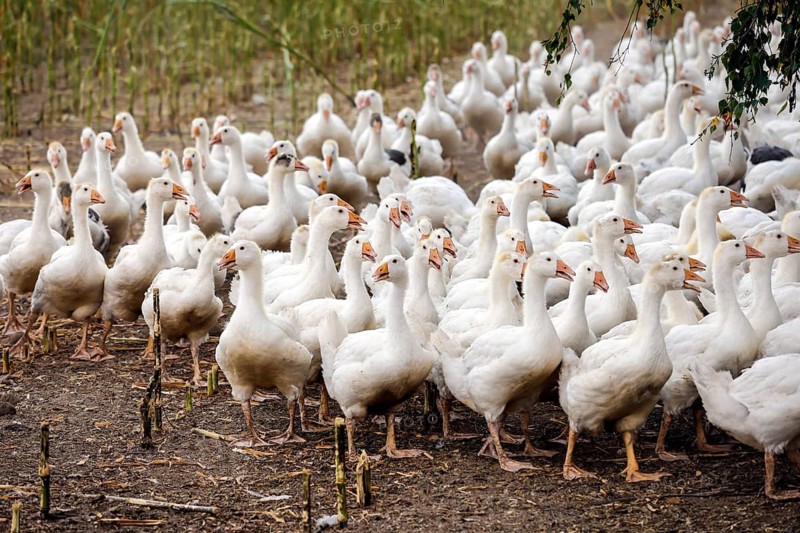 Wittichenau, Oberlausitz, Saxony, Germany - Geese in the maize field, animals on the family-run Domanja farm and vegetable farm are kept in a species-appropriate manner with generous space above organic standards and fed with their own farm-produced feed
