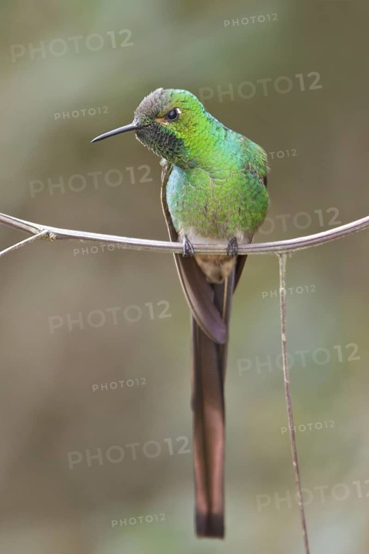 Red-tailed Comet (Sappho sparganura) perched on a branch in Bolivia, South America