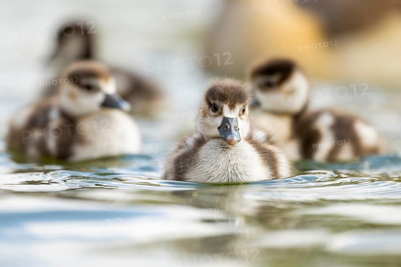 Egyptian goose (Alopochen aegyptiaca) chicks swimming on a lake, Bavaria, Germany