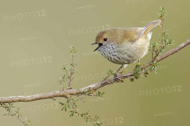 Brown Thornbill (Acanthiza pusilla) singing, Victoria, Australia