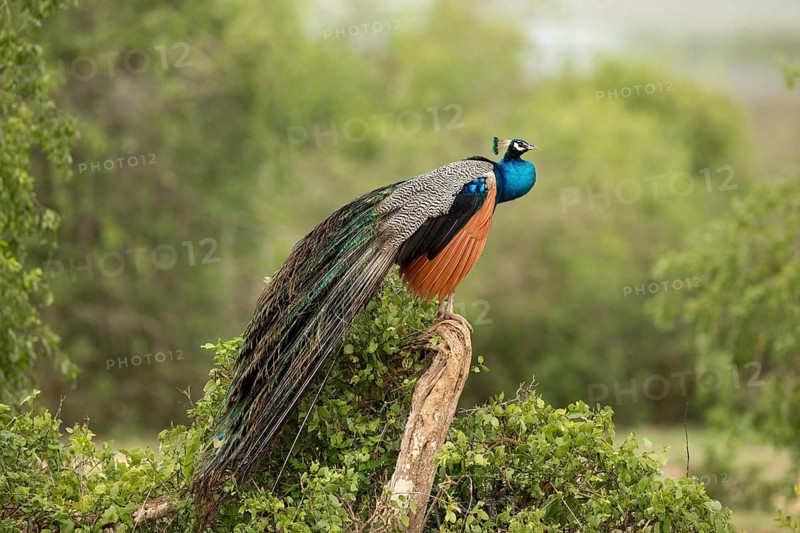 Indian Peafowl (Pavo cristatus) male perched on a tree trunk, Bundala National Park, Sri Lanka