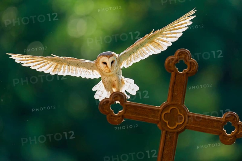 Flying barn owl (Tyto alba), Gerolstein, Rhineland-Palatinate, Germany