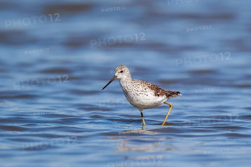 Marsh Sandpiper (Tringa stagnatilis) foraging, Lesvos, Greece