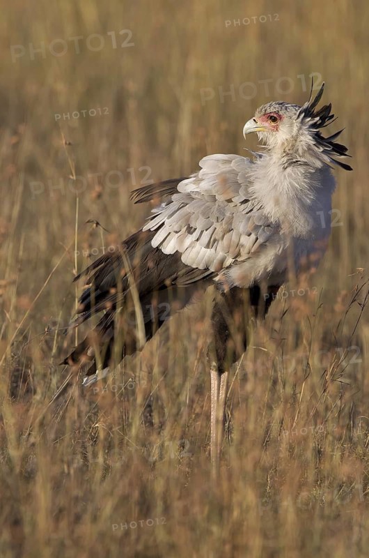 Secretarybird (Sagittarius serpentarius), Masai Mara, Kenya