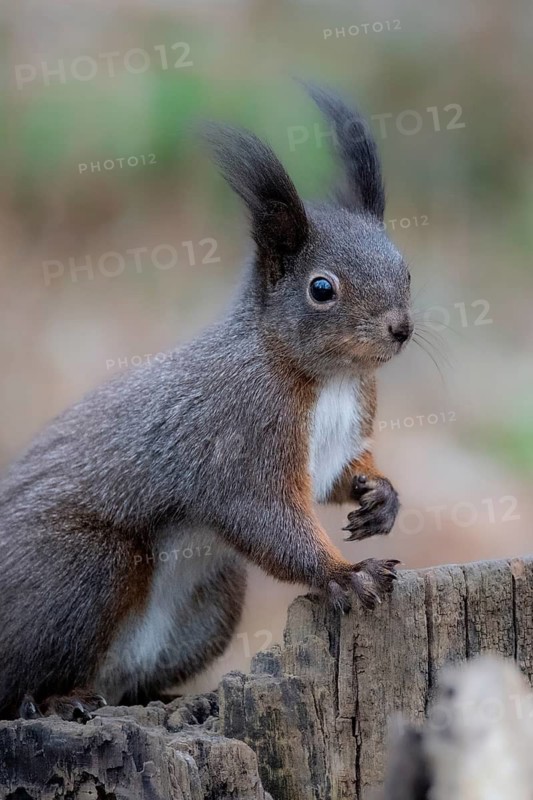 Squirrel (Sciurus vulgaris), sitting on a tree trunk, Vienna, Austria