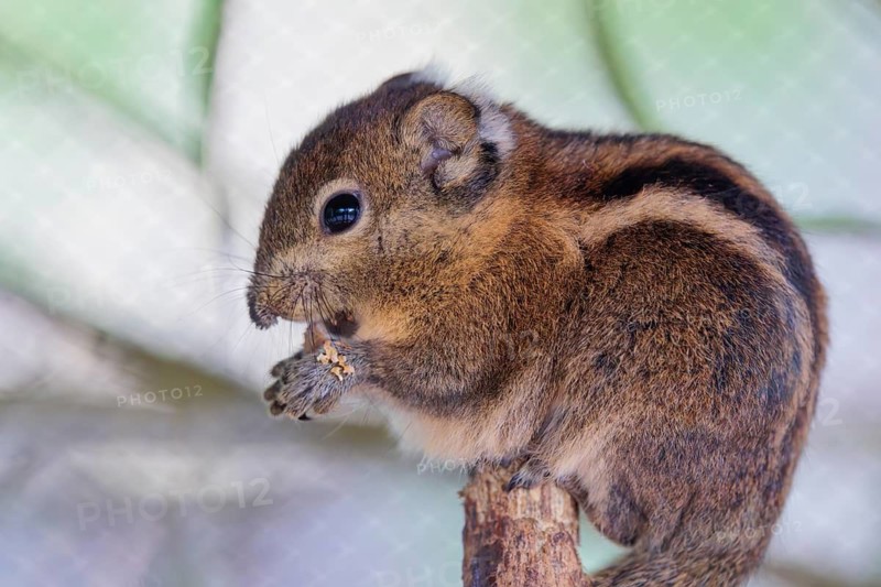 A Swinhoe´s striped squirrel (Tamiops swinhoei) sits on a branch eating something. China and Southeast Asia