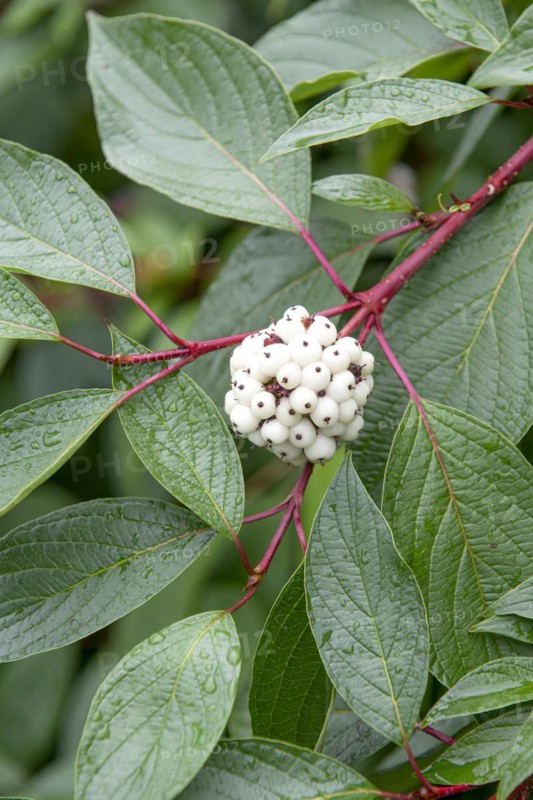 Tartarian dogwood (Cornus alba 'Sibirica'), Cambridge Botanical Garden, Germany
