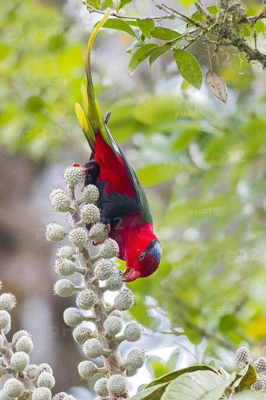 Stella's Lorikeet (Charmosyna stellae) perched on a branch in Papua New Guinea
