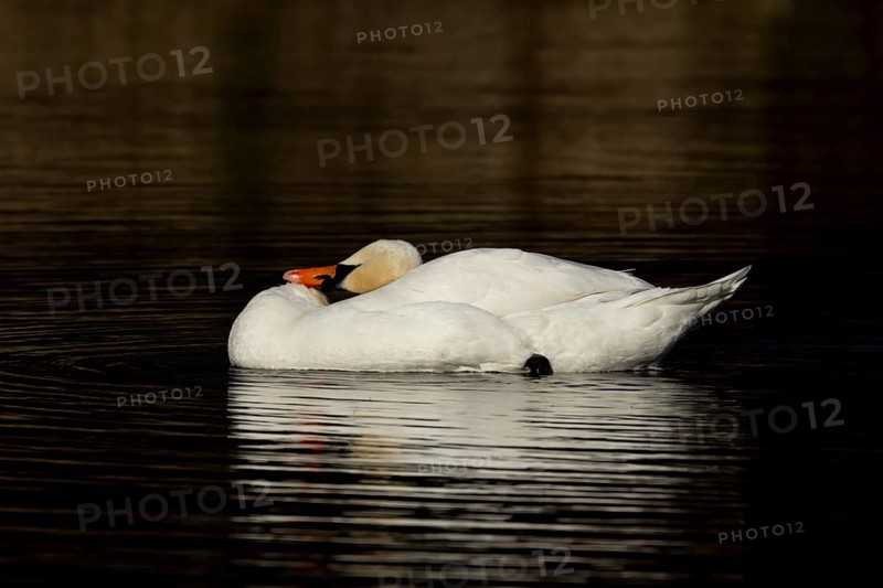 Mute swan (Cygnus olor) adult bird on a lake, Suffolk, England, United Kingdom