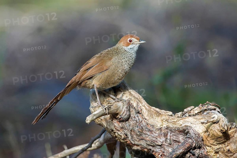 Rufous Bristlebird (Dasyornis broadbenti) perched on an old trunk, Victoria, Australia