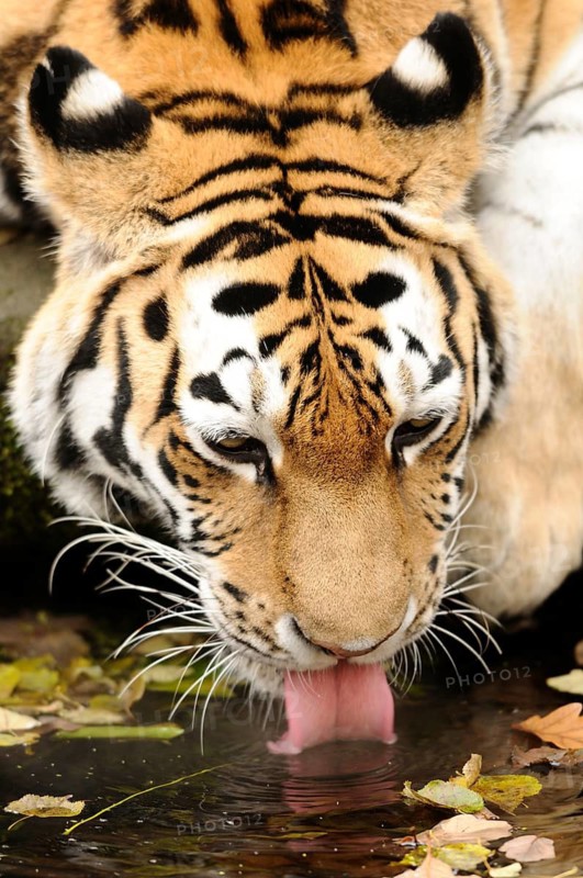 Close-up of a tiger drinking water from a pond with leaves in the background, Siberian tiger (Panthera tigris altaica), captive, occurring in Russia, North Korea and China