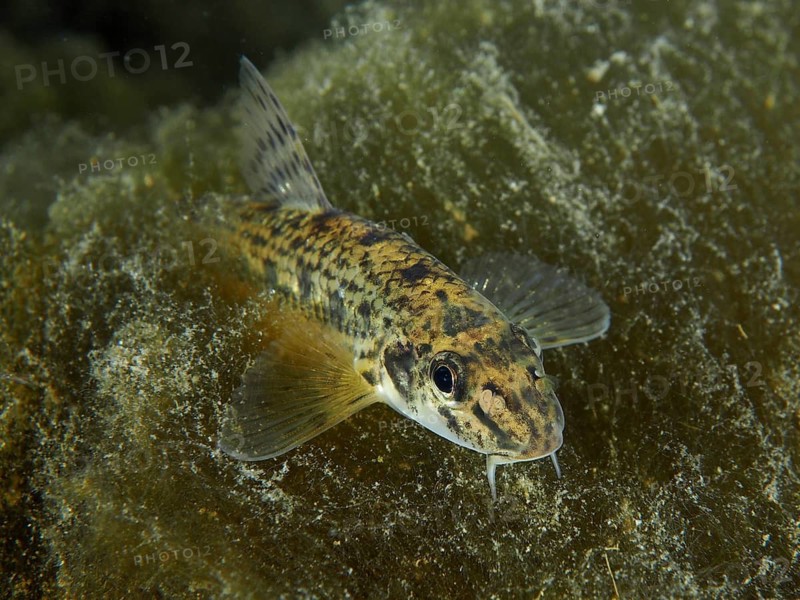 A gudgeon (Gobio gobio) swims in a natural water landscape, surrounded by algae and plants. Dive site Zollbrücke, Rheinau, Canton Zurich, Rhine, High Rhine, Switzerland, Germany