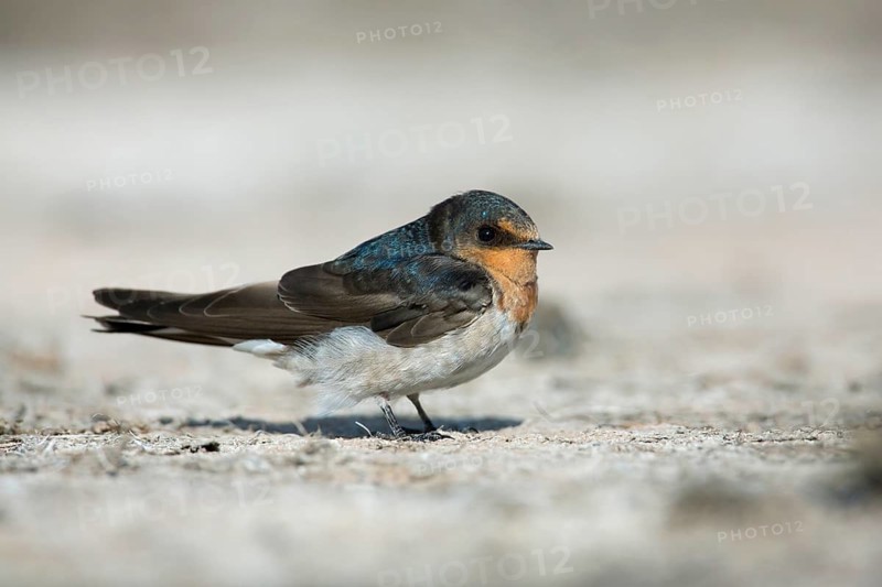 Welcome Swallow (Hirundo neoxena), Victoria, Australia