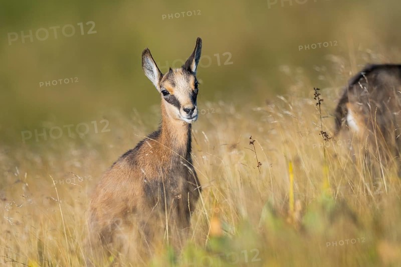 Chamois (Rupicapra rupicapra) youngster on a meadow in the Vosges Mountains, wildlife, France