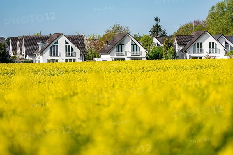 Residential development, residential area, single-family houses, in the south of Essen, living in the countryside, yellow rapeseed field, North Rhine-Westphalia, Germany