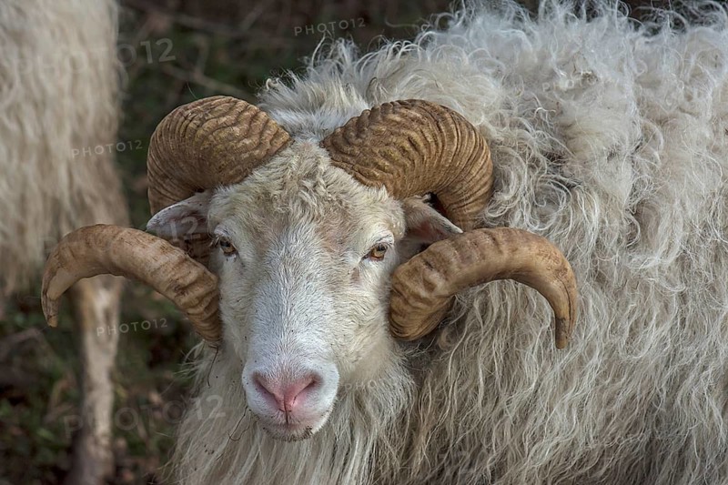 Portrait of a male moorland snook with horn (Ovis aries), Rehna, Mecklenburg-Western Pomerania, Germany