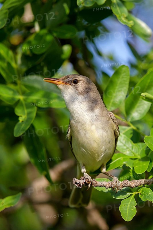 Olive warbler, (Hippolais olivetorum), animal, animals, bird, birds, biotope, habitat, perch, branch, twig, foraging, songbird, reed warbler family Lesvos, Greece