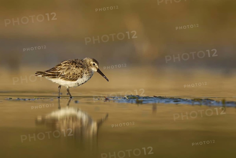 Dunlin (Calidris alpina) foraging, North Rhine-Westphalia, Germany