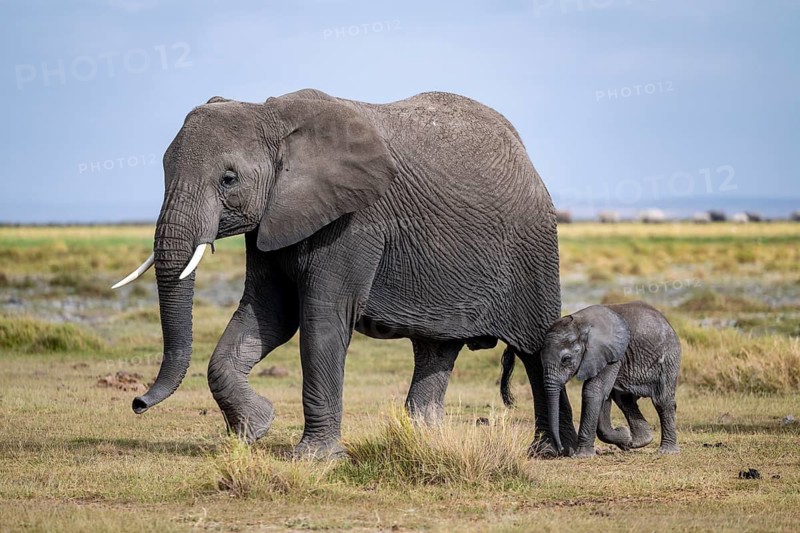 African elephant (Loxodonta africana) with baby, young and dam, Amboseli National Park, Rift Valley Province, Kenya