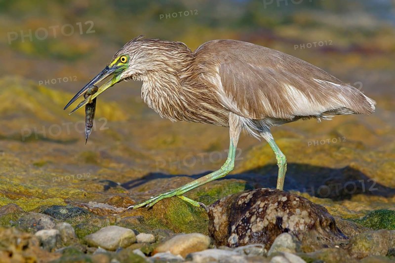 Animal, animals, bird, birds, heron, paddy heron, (Ardeola grayii), heron family, biotope, habitat, waters, foraging, Arabian Peninsula Muscat, Quarayyat, Oman, Middle East