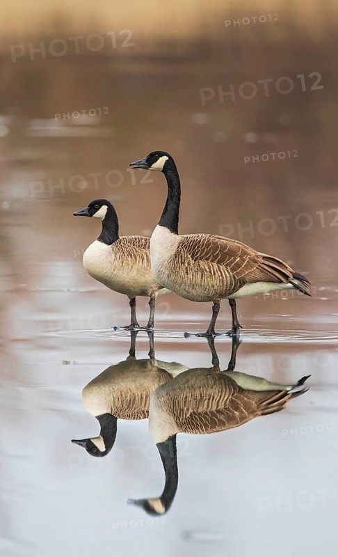 Canada Goose (Branta canadensis) pair on ice, Baden-Wuerttemberg, Germany
