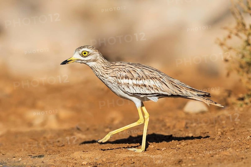 Eurasian Stone-curlew (Burhinus oedicnemus), Negev, Israel