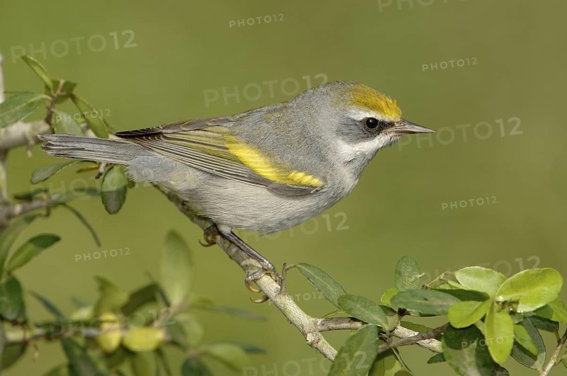 Golden-winged Warbler (Vermivora chrysoptera), Texas, USA