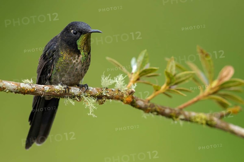 Black-backed Thornbill (Ramphomicron dorsale) perched on a branch in the mountains of Colombia, South America
