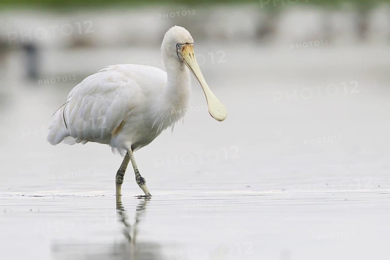 Yellow-billed Spoonbill (Platalea flavipes), Victoria, Australia