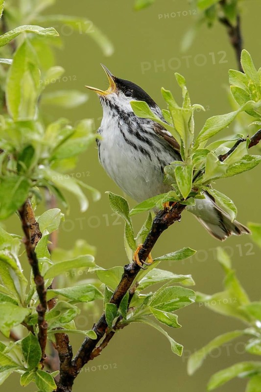 Blackpoll Warbler (Dendroica striata) perched on a branch in Nome, Alaska