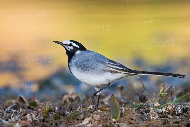 Moroccon Wagtail - Bachstelze - Motacilla alba ssp. subpersonata, Morocco